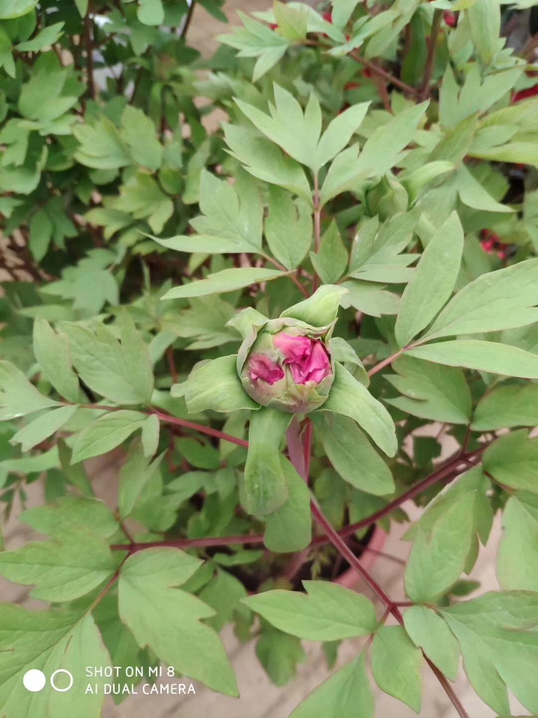 菏泽市盆栽催花牡丹种植基地品种齐全厂家