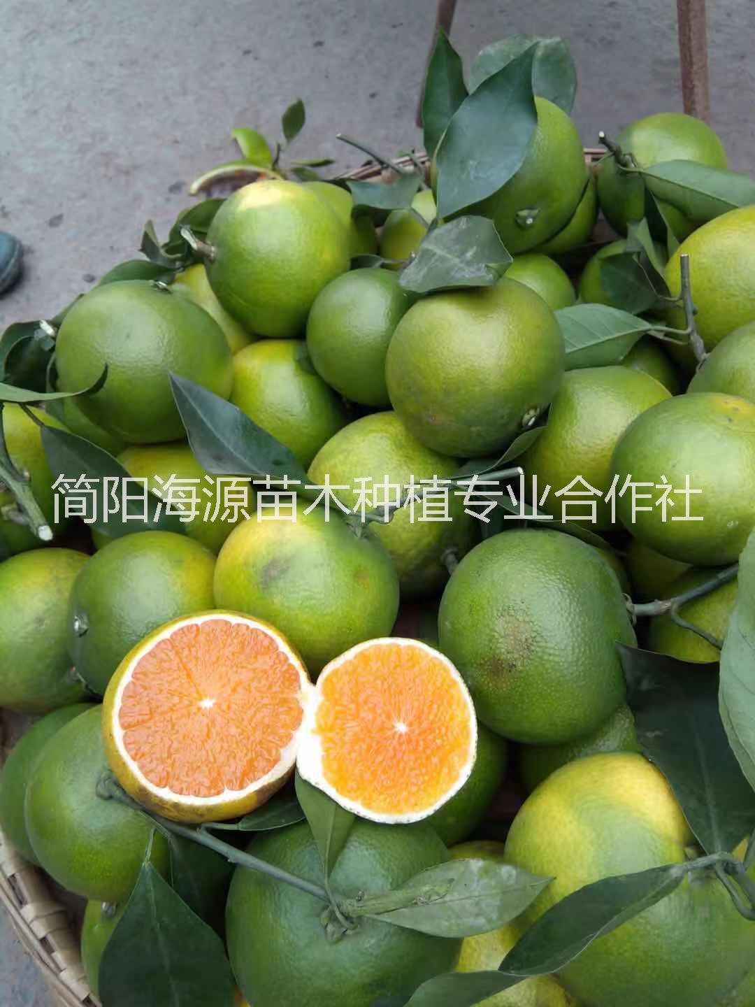 成都蒲江爱媛38号果冻橙种植基地销售批发价格 高存活率