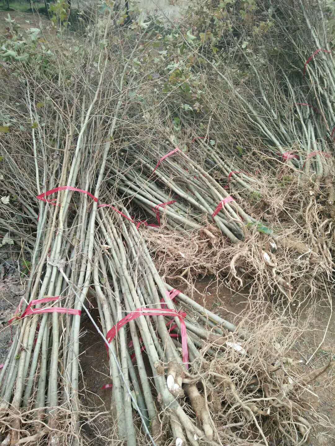 江西枫香基地 供应枫香  直销枫香 枫香报价 枫香哪家好 枫香价格 枫香哪里有卖 枫香多少钱 出售枫香 枫香基地