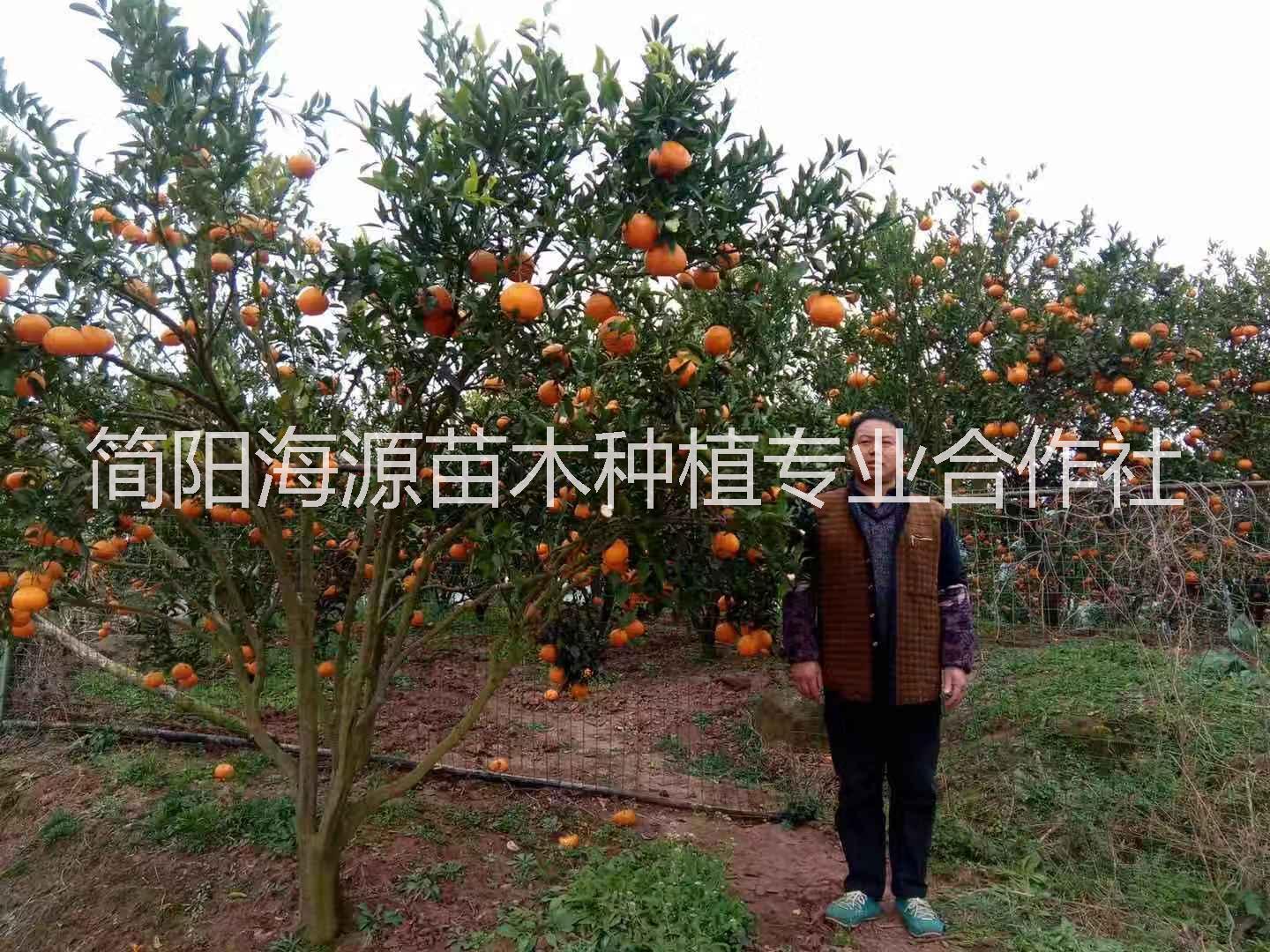 四川春见柑橘苗种植基地直销价格