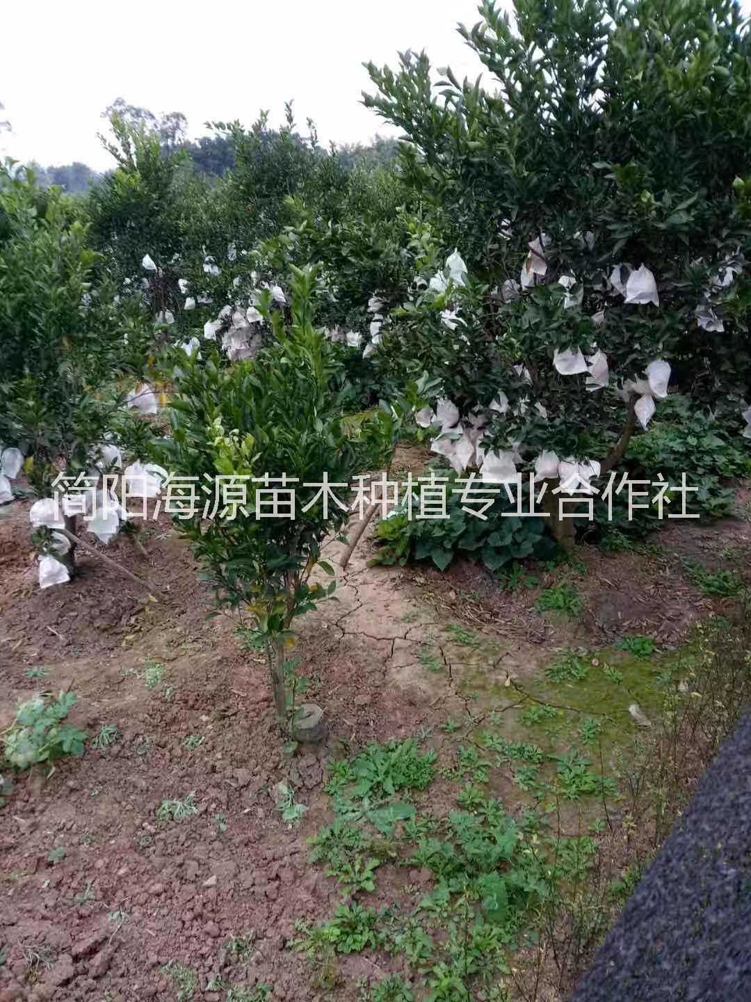 云南柑橘苗价格基地大量供应出售热线
