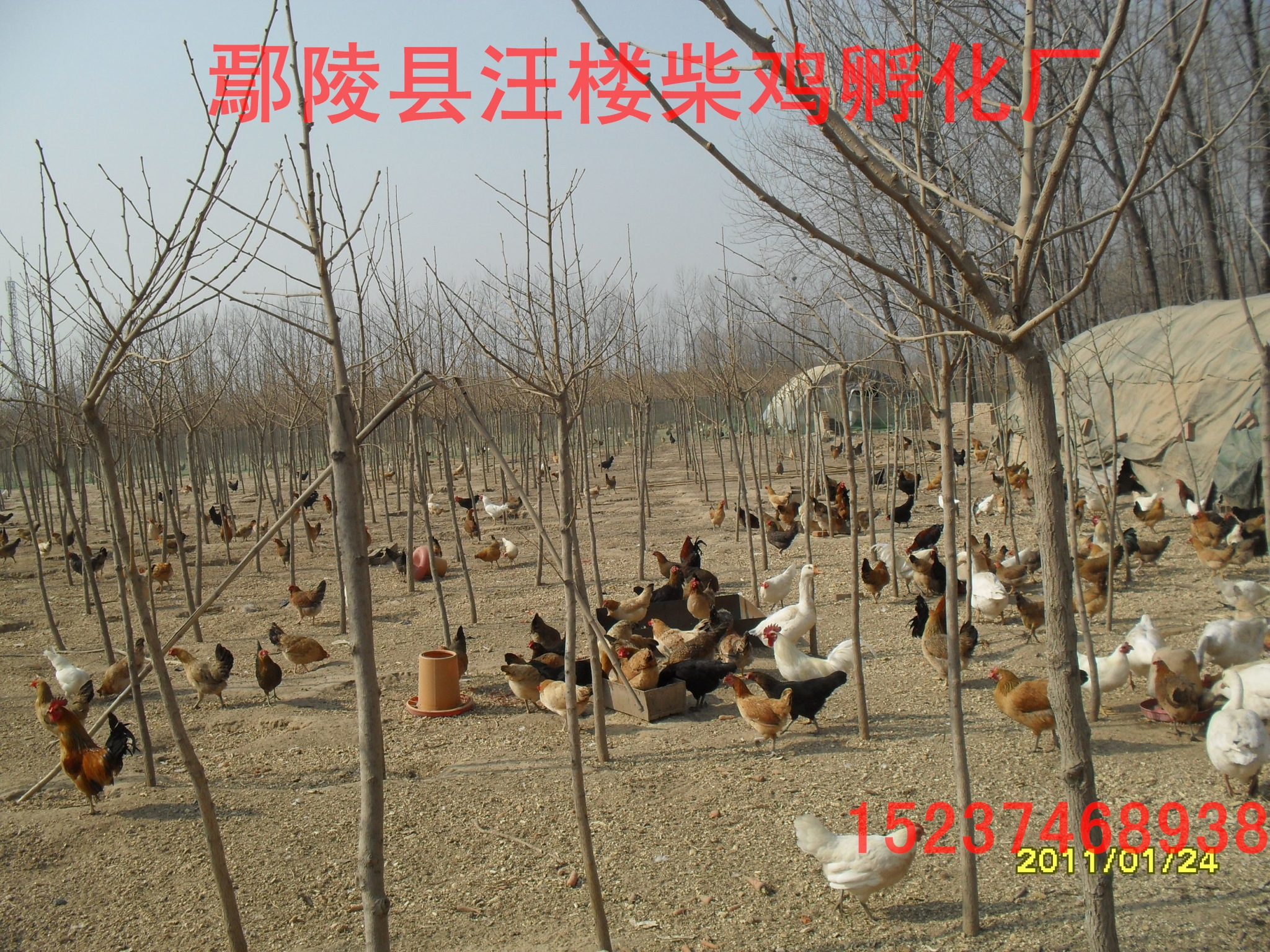 许昌市林下散养柴鸡苗厂家