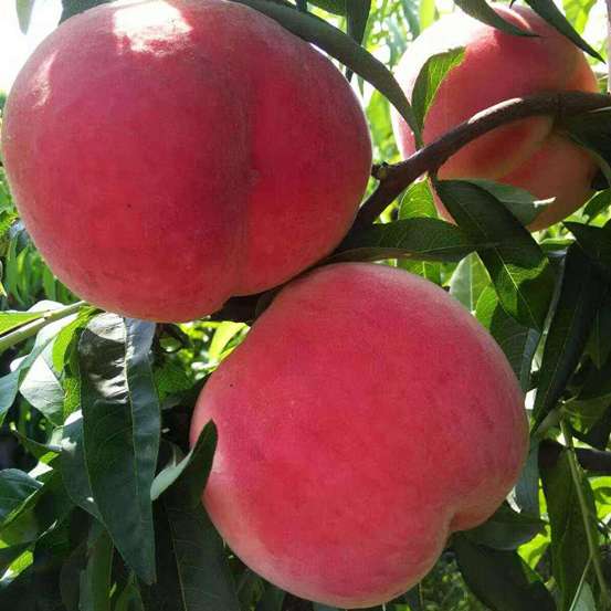 早熟 无名 桃，早熟桃树苗，早熟桃树新品种，优质桃苗，新品种桃树苗