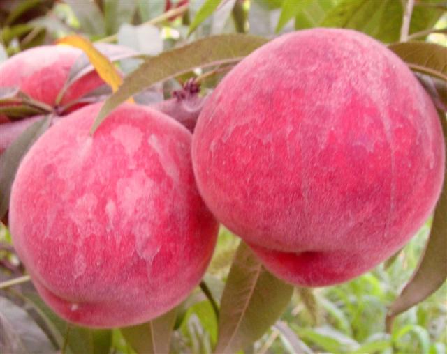 商丘市极早 脆蜜 桃厂家极早 脆蜜 桃，早熟桃树苗，早熟桃树新品种，新品种桃树苗