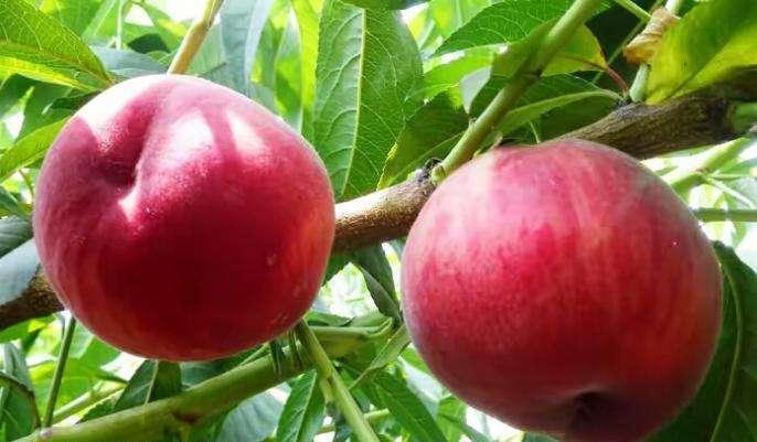 商丘市特早 蜜脆 桃5—19厂家特早 蜜脆 桃5—19，早熟桃树苗，早熟桃品种，新品种桃树苗