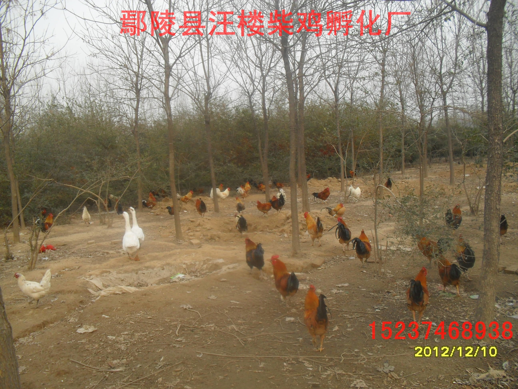 许昌市林下散养柴鸡苗厂家林下散养柴鸡苗