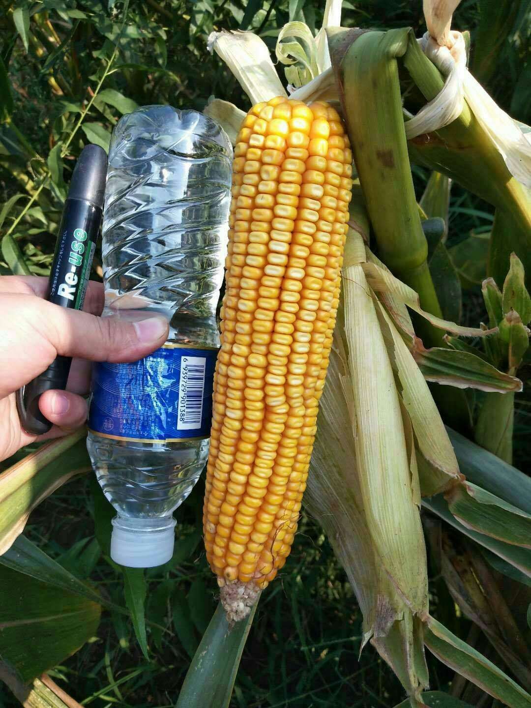 高产玉米种子大棒耐高温士海718批发