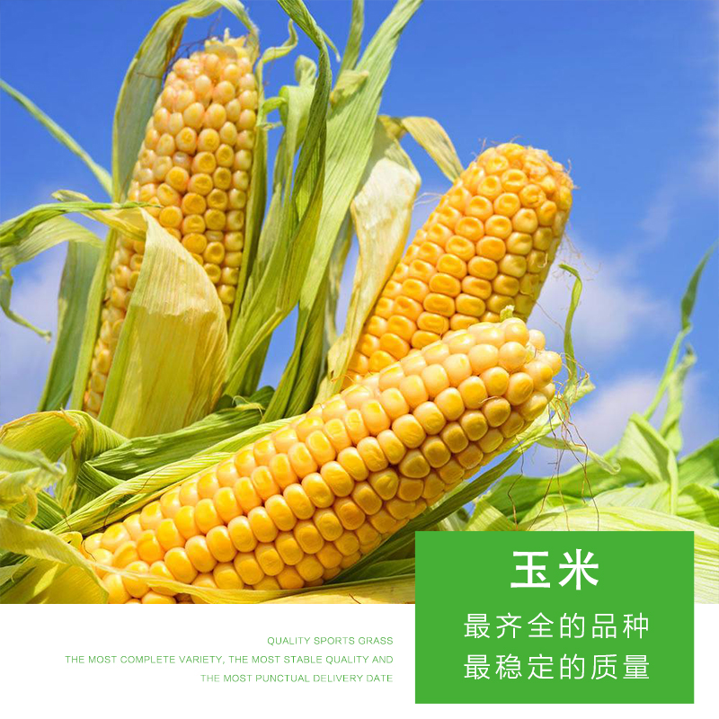 食粮玉米 包谷 苞米 高价收购玉米 黑龙江玉米 厂家直销图片