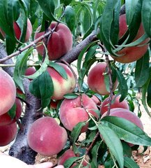 秋 彤 桃，桃树品种，桃树新品种，新品种桃树苗