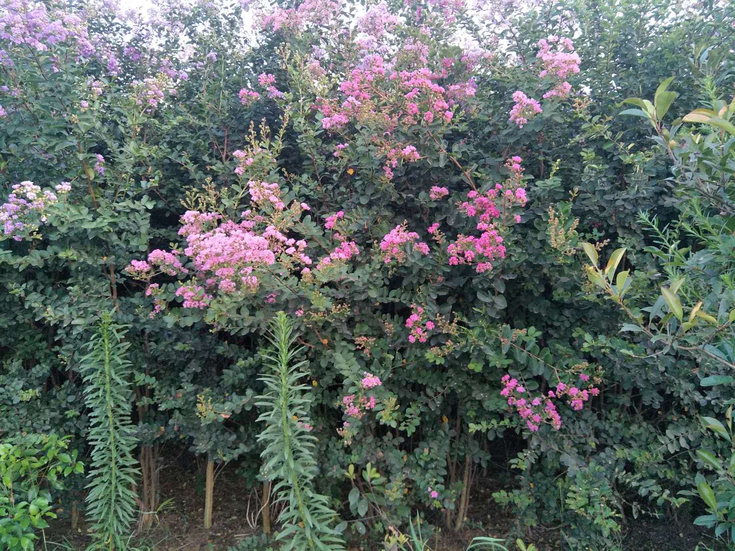 河南高杆紫薇种植基地批发价格 高存活率