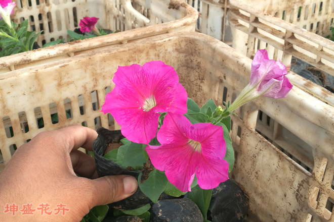 山东青州花卉批发市场,青州时令花卉种植基地,花卉批发价格怎么样