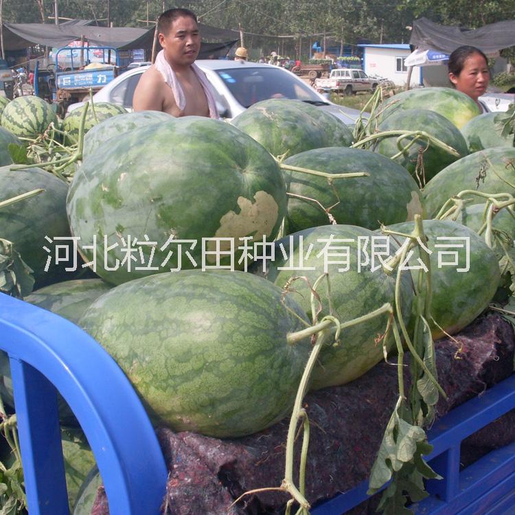沧州市粒尔田懒汉蜜龙西瓜种子厂家