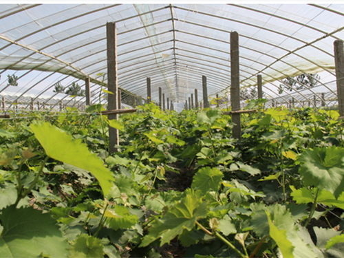 蔬菜防虫网全新料生产保质保量抗氧化耐用蔬菜防虫网