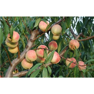 晚熟 桃品种，映霞红，优质桃苗，新品种桃树苗