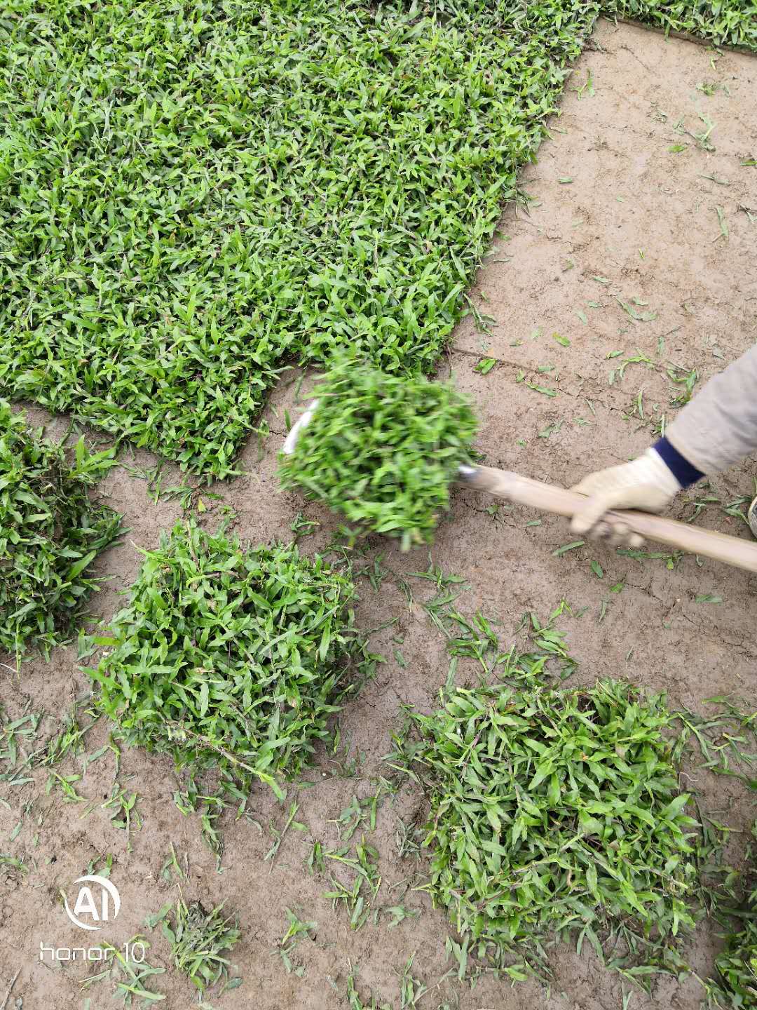 广东大叶油草基地 大叶油草的生长习性  增城大叶油草供应商图片