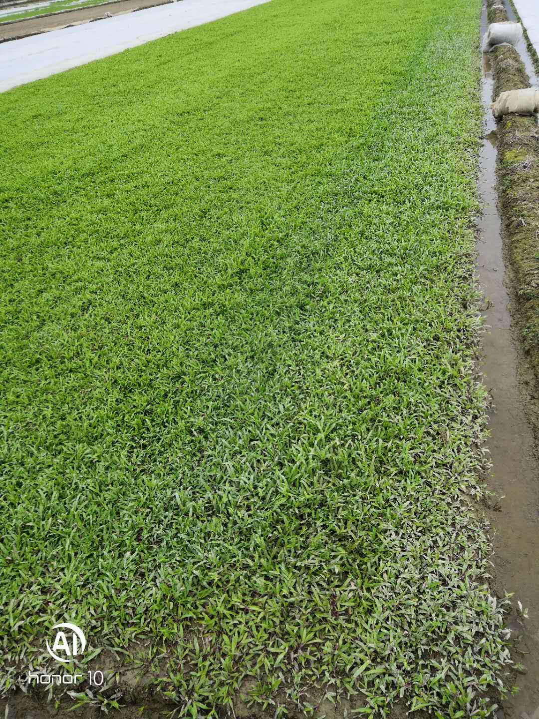 广州增城台湾草皮 台湾草的生长环境 广州增城台湾草皮直销