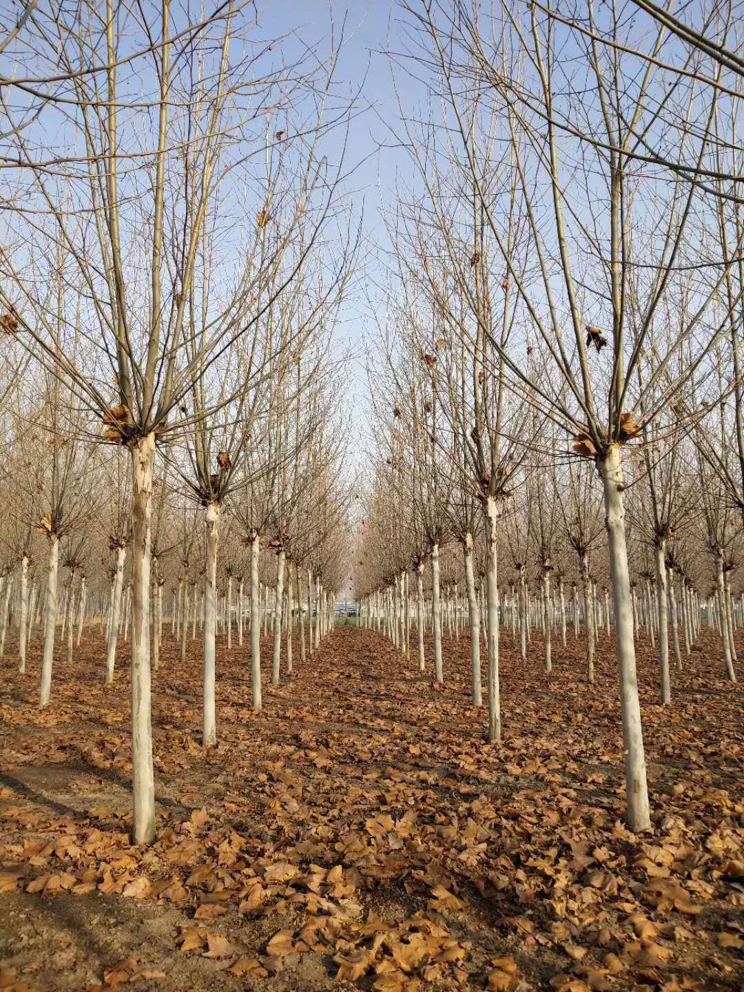 菏泽白蜡基地。山东白蜡基地.