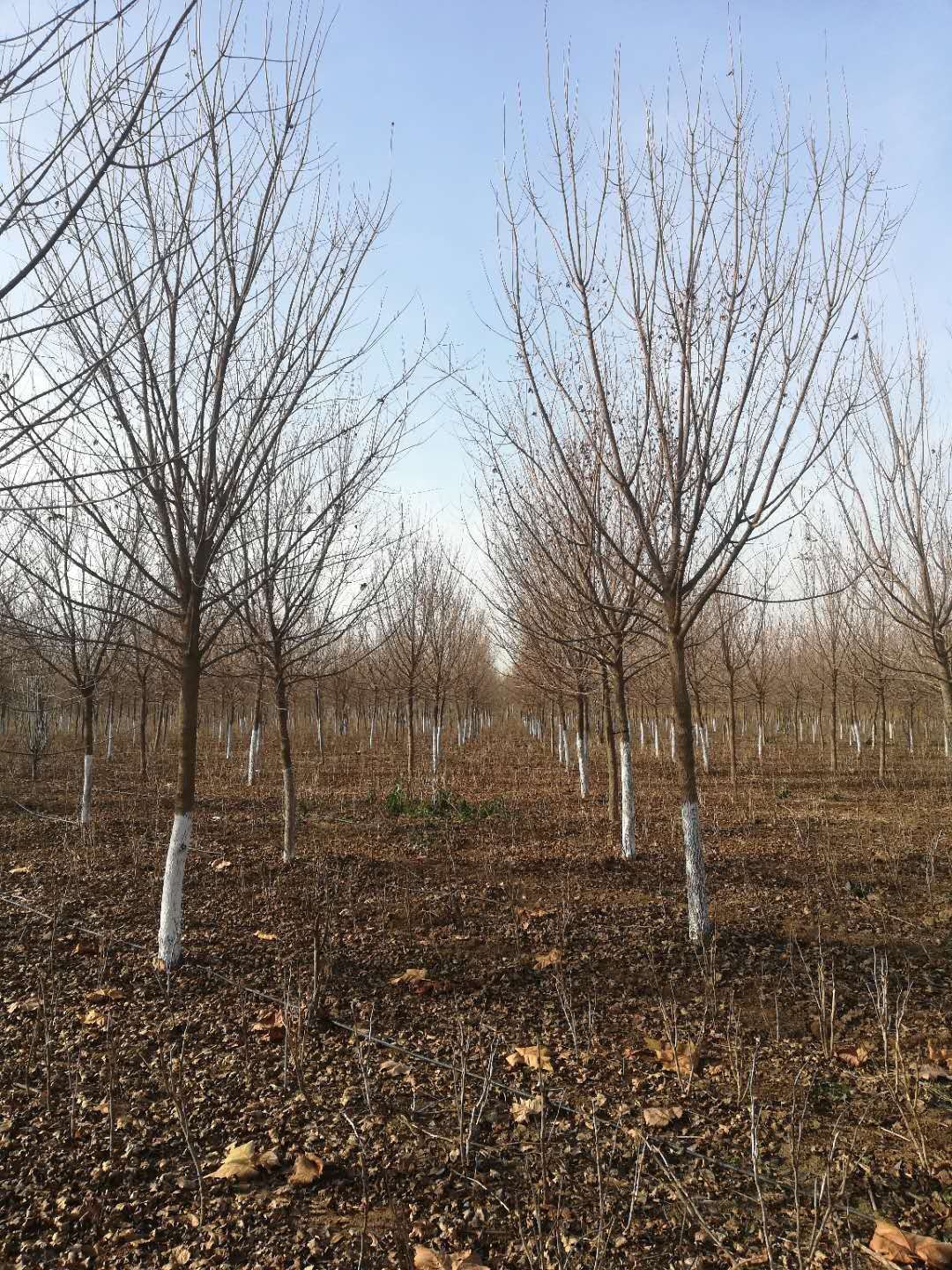 元宝枫苗圃报价    元宝枫苗圃种植   元宝枫基地   元宝枫苗场电话