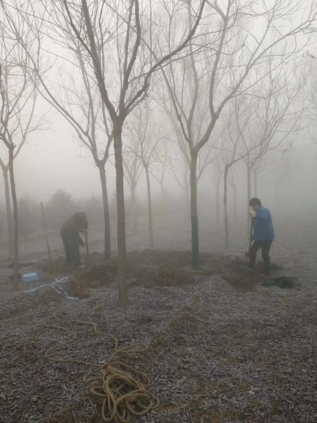 贵州栾树种植基地直销供应商批发报价多少钱