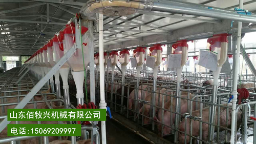德州市猪场料线自动化养猪设备育肥猪料线厂家