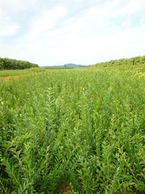 宿迁市水蜡苗厂家水蜡苗批发 厂家品质保障 成活率高,价格实惠 成苗高,价格保证