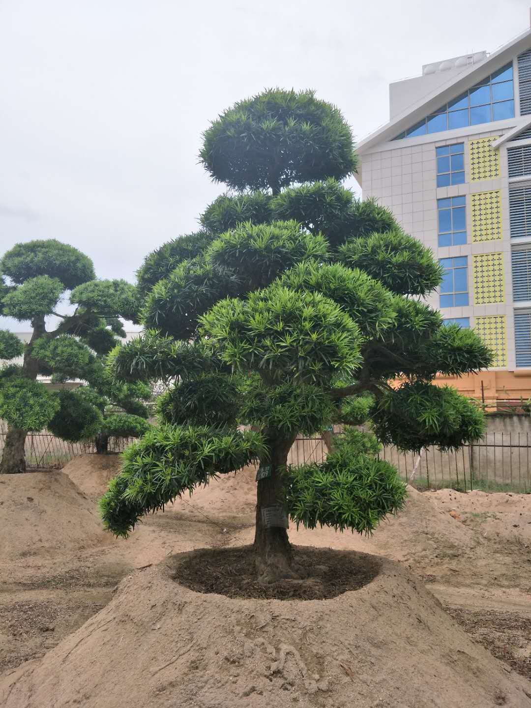 黑松福建黑松 黑松价格 黑松批发 黑松批发价格 黑松多少钱 黑松种植 黑松种植基地 福建黑松哪家好 漳州黑松哪家好 黑松