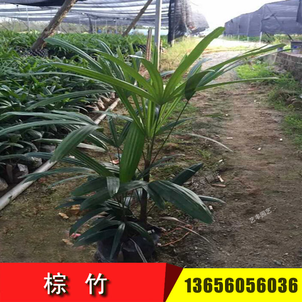 棕竹生产地批发价格 福建漳州棕竹报价出售 热带棕榈棕竹