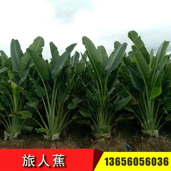 福建漳州旅人蕉生产地价格 旅人蕉批发供应商 孔雀树
