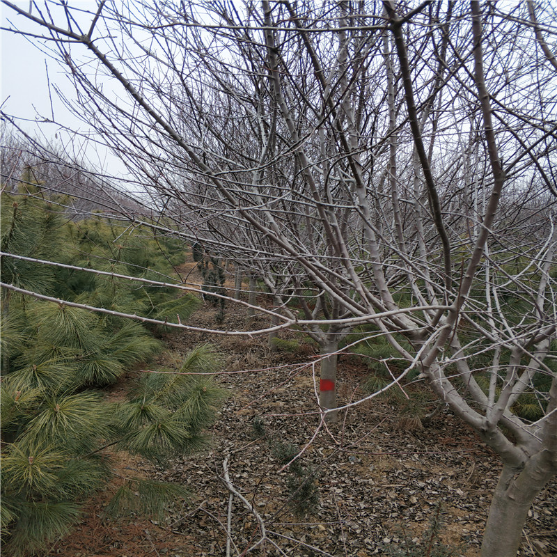 山东高原之火海棠基地基地直销高原之火