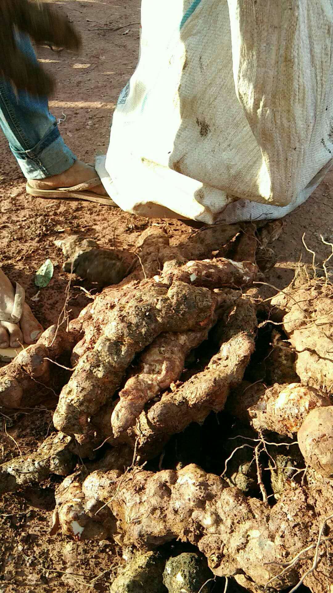 广东新鲜土茯苓野生新鲜批发咨询电话 煲汤汤料土茯苓 量大从优 价格电议