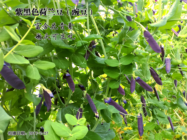 紫黑色荷兰豆，紫黑色豌豆