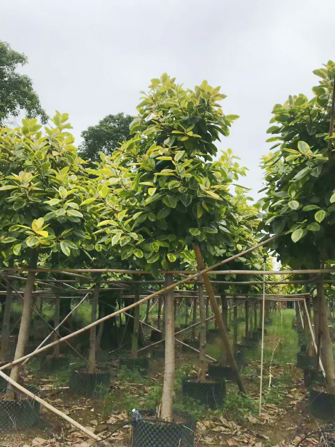 揭阳市优质富贵榕厂家富贵榕盆景怎么养殖? 优质富贵榕基地直销