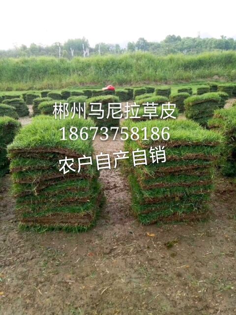 湖南郴州马尼拉草皮种植基地 台湾青 马尼拉草皮多少一平米图片