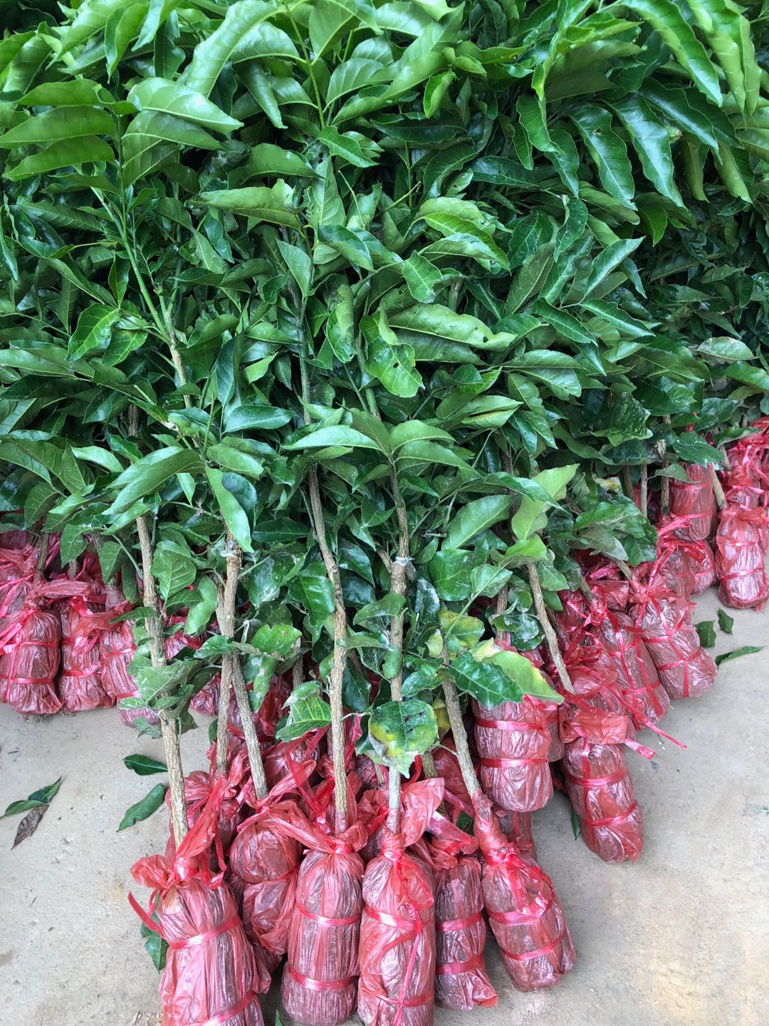 广州黄皮苗直销基地 黄皮果树苗市场价多少钱一棵