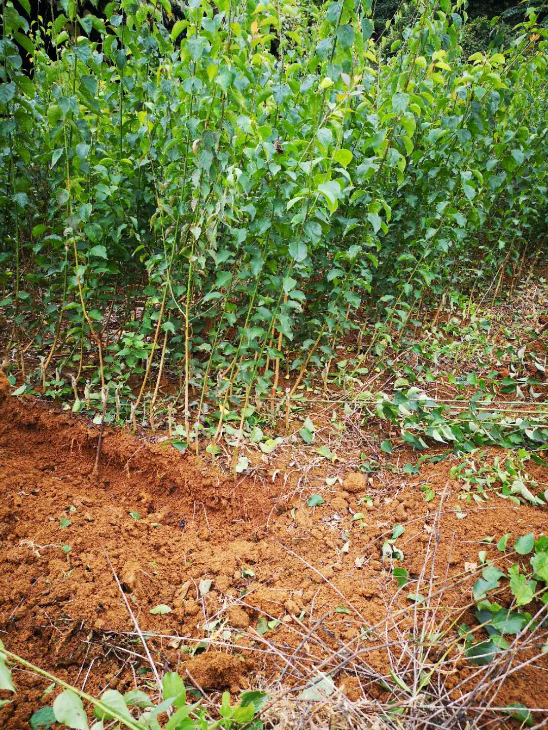 优质青梅苗批发种植基地