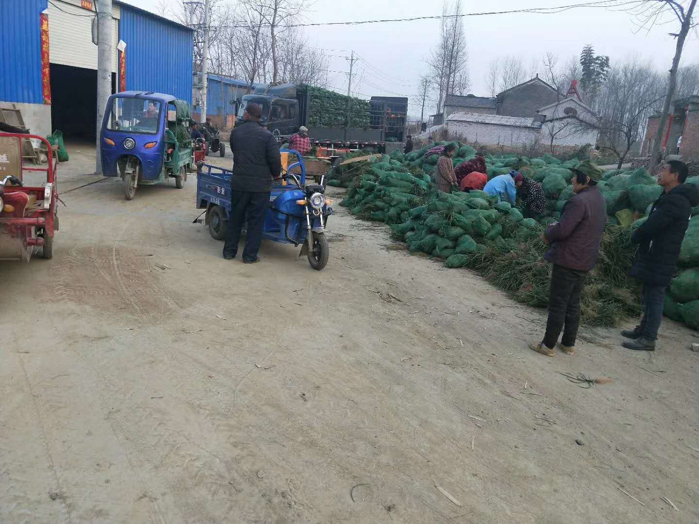 河北麦冬草苗种植基地河北麦冬草苗种植基地｜河北麦冬草苗批发价｜河北麦冬草苗直销｜河北麦冬草苗基地直销