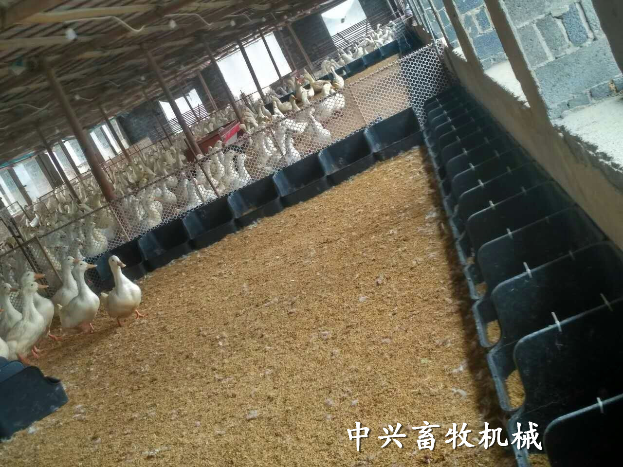 潍坊市养鸭用集蛋窝厂家