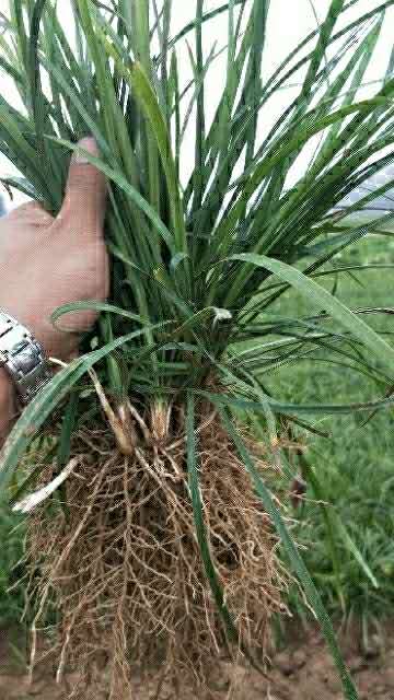 大量麦冬草苗批发|麦冬草苗种植基地|麦冬草苗批发价|麦冬草苗供应|麦冬草苗直销