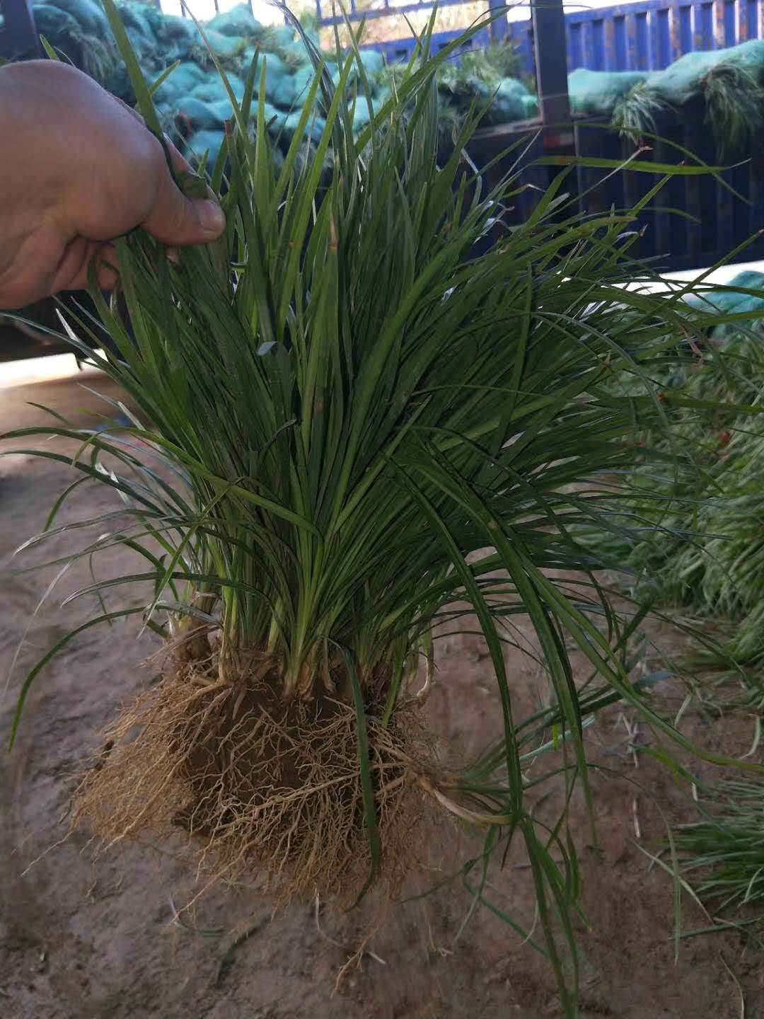 山东麦冬草种植基地山东麦冬草种植基地｜山东麦冬草价格｜山东麦冬草多少钱｜山东麦冬草报价｜山东麦冬草苗