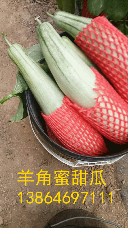 潍坊市山东潍坊羊角蜜甜瓜便宜了种植基地厂家