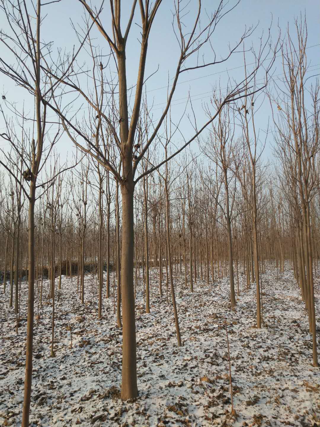 梓树研究梓树的种植栽培方法