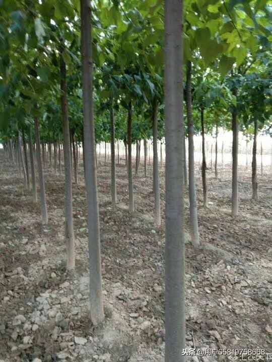 河南周口楸树种植基地