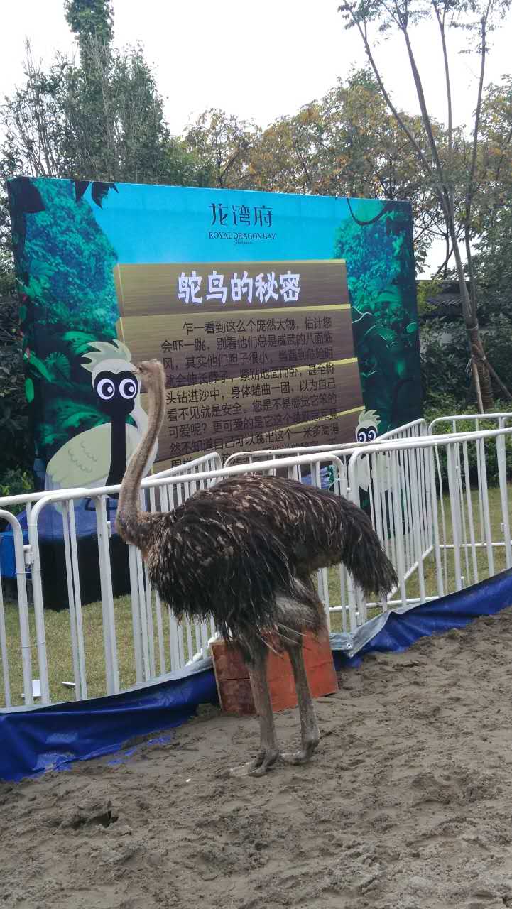 郑州市鹦鹉表演百鸟园展览企鹅出租萌宠厂家
