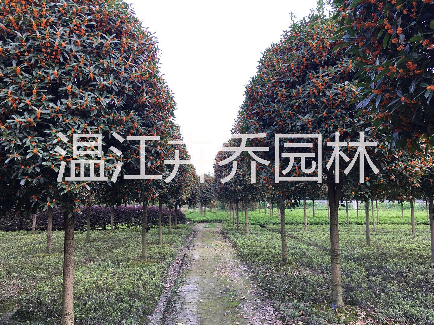2019年四川成都精品高杆桂花树品种分类及图片展示