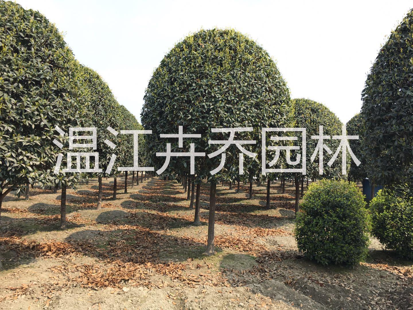 2019年四川成都精品高杆桂花树品种分类及图片展示