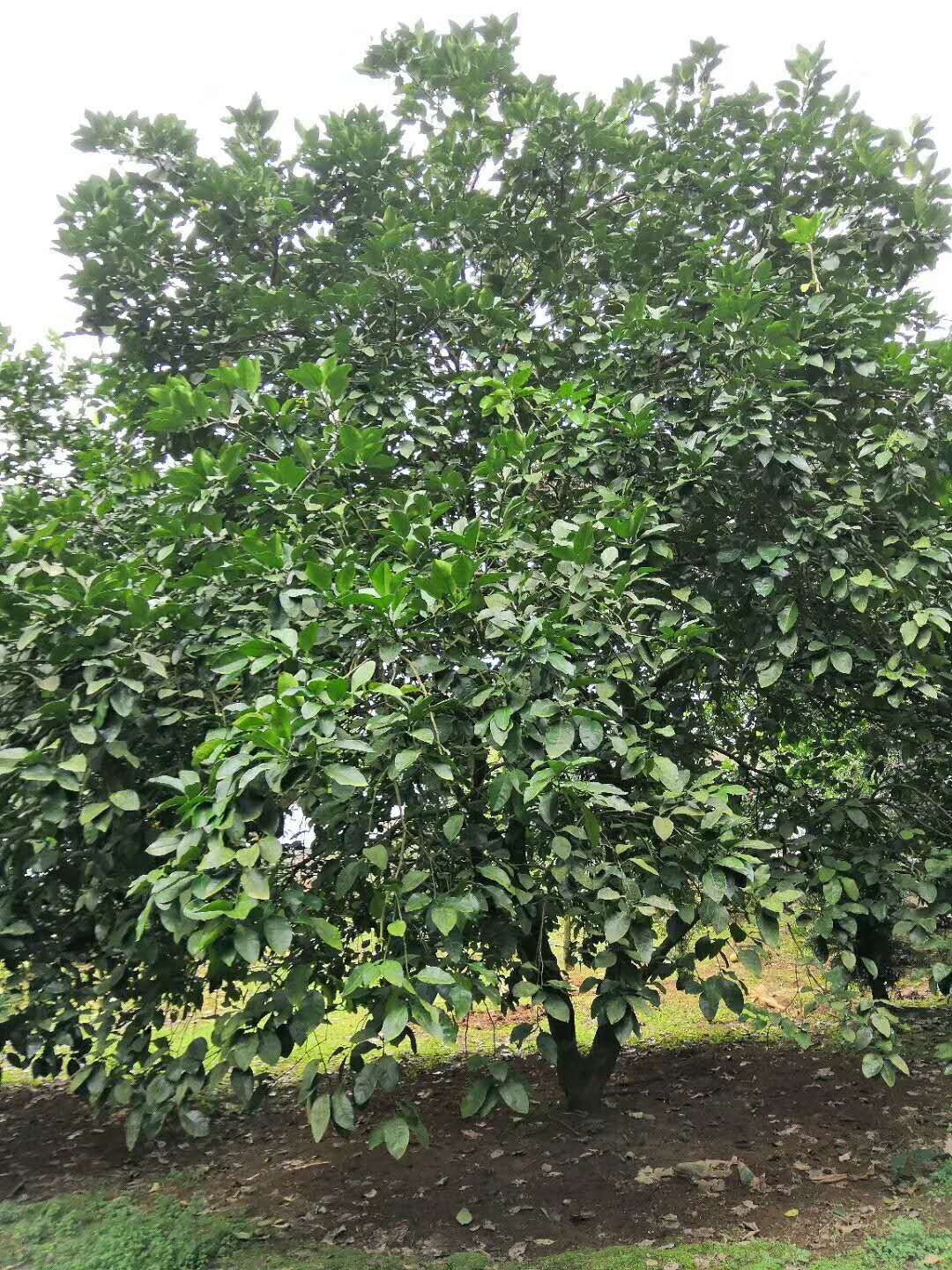 桂林市广东柚子树二至四十公分厂家