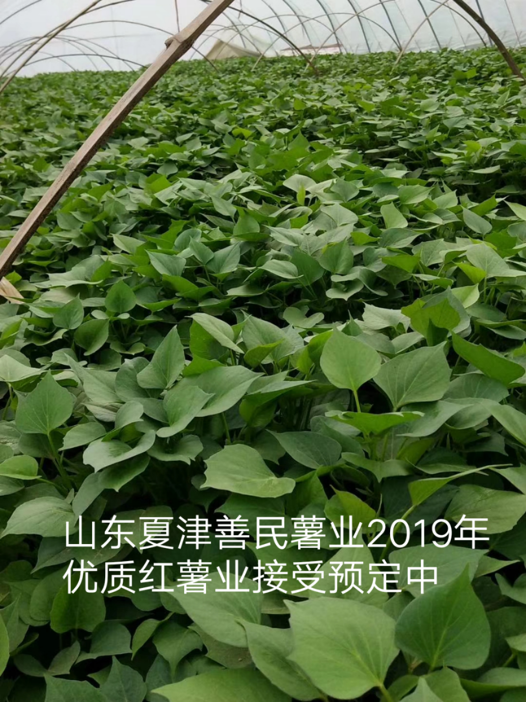 脱毒红薯苗批发脱毒红薯育苗基地