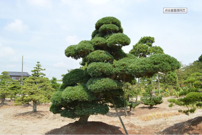 罗汉生罗汉生 浏阳罗汉生供应  浏阳罗汉生基地  优质罗汉生供应批发  浏阳罗汉生供应批发报价