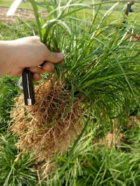 菏泽市麦冬草苗基地厂家麦冬草苗基地|麦冬草苗多少钱|哪里有麦冬草苗|菏泽麦冬草苗基地