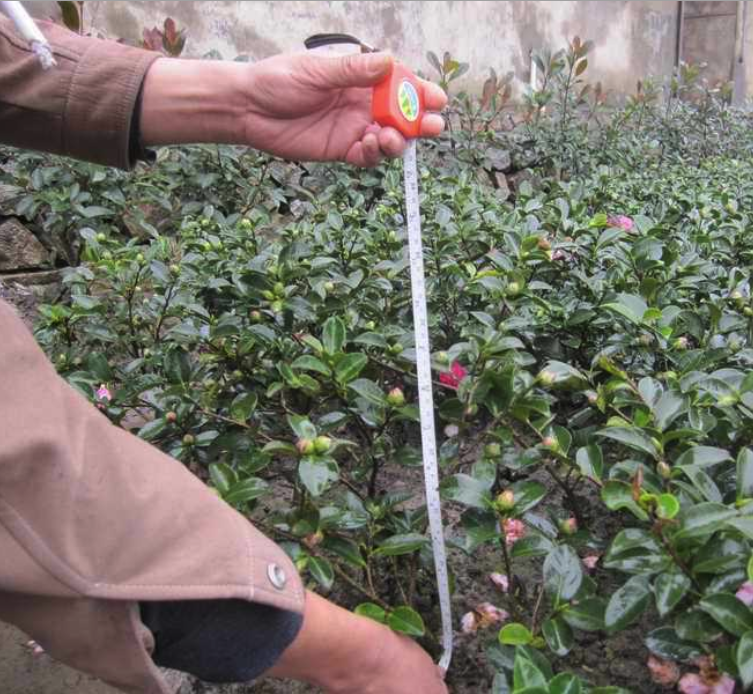 茶梅种植基地， 茶梅供货商， 茶梅基地直销， 茶梅直销， 湖南长沙茶梅， 湖南茶梅基地直销， 长沙市茶梅